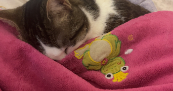 tiphaine pet sitter à PALAISEAU 91120_2