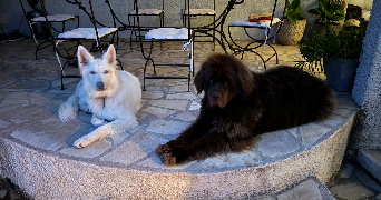 joel dog sitter à PINET 34850_7