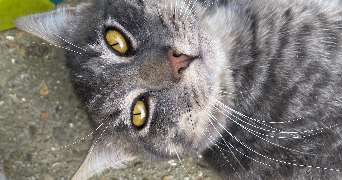 elodie cat sitter à BEUZEVILLE 27210_2