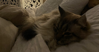alice pet sitter à ANGERS 49100_2