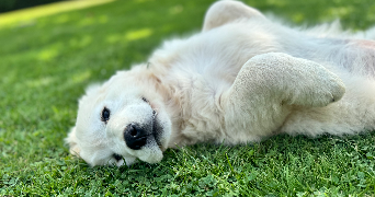 angélique pet sitter à Avranches 50300_1