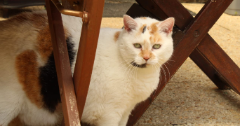 marine pet sitter à TRIEL SUR SEINE 78510_1