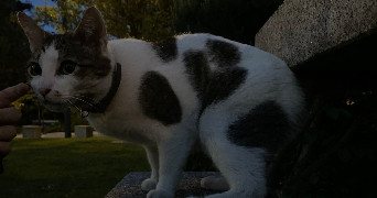 nora pet sitter à VALMONDOIS 95760_4