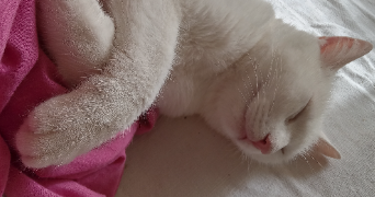 corinne pet sitter à CALAIS 62100_9