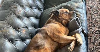 céline pet sitter à ANGEVILLERS 57440_2