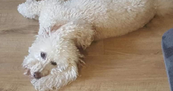 jeanne pet sitter à Campugnan 33390_2