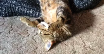 Méline pet sitter à Brenouille 60870