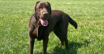 nathan dog sitter à NEUILLY SUR SEINE 92200_1