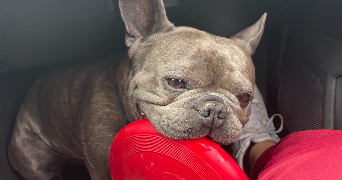 lana pet sitter à POITIERS 86000_2