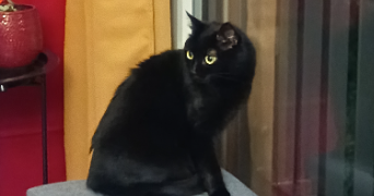 sophie pet sitter à LILLE 59160_8