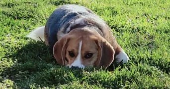 jacqueline dog sitter à PREMILHAT 03410