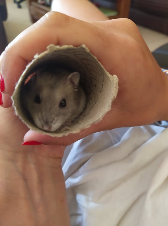 julie pet sitter à Vidauban 83550_4