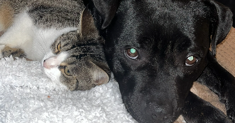 victoria pet sitter à CHANAS 38150_1