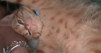 manon pet sitter à BOULOGNE BILLANCOURT 92100_1