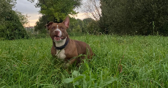 lorentzia pet sitter à EVRY COURCOURONNES 91000_5