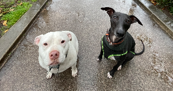 elie pet sitter à PARIS 11 75011_6