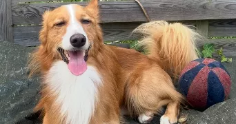 léna pet sitter à QUINCY SOUS SENART 91480