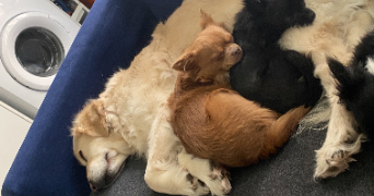 adèle pet sitter à METZ 57000_1
