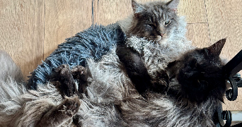 hélène pet sitter à CREMIEU 38460_1