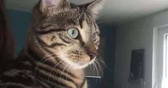 naïs pet sitter à LAGARDELLE SUR LEZE 31870