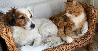 anaïs pet sitter à FRANCONVILLE 95130_2