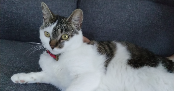 amandine pet sitter à Saint-Vincent-Sterlanges 85110_2