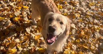 raphael pet sitter à SAUJON 17600_3