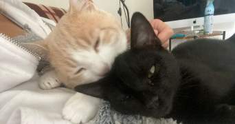 adeline pet sitter à VILLENEUVE LA GARENNE 92390_2