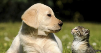 amandine pet sitter à COUCHEY 21160_3