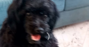 yvanna pet sitter à TOULOUSE 31500_1