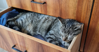 sophie pet sitter à PARIS 15 75015_2