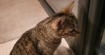 cléa pet sitter à BEAUMONT LOUESTAULT 37360_5