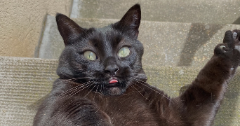 lou pet sitter à ASNIERES SUR SEINE 92600_7