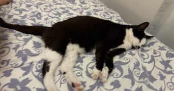 inès pet sitter à RENNES 35000_1
