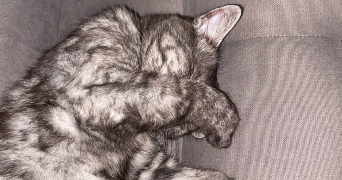 capucine pet sitter à nancy 54000_0