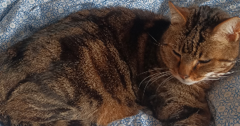 lilly pet sitter à PANTIN 93500_3
