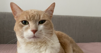 marine pet sitter à LEVALLOIS PERRET 92300_1