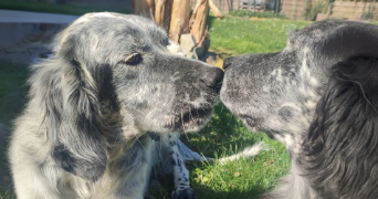 lya pet sitter à MAGNIEU 01300_2