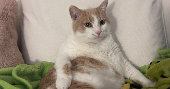 gwenaelle pet sitter à BOULOGNE BILLANCOURT 92100_1