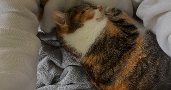 quitterie pet sitter à BORDEAUX 33000_2