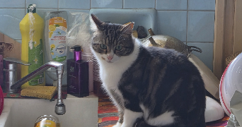 valerie pet sitter à Montpellier 34070_3