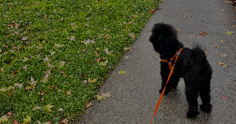 lola pet sitter à BORDEAUX 33300_8