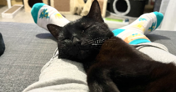 benedicte pet sitter à MURET 31600_1