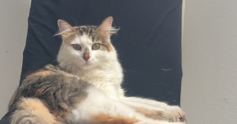 emilie pet sitter à BREBIERES 62117_3