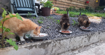 sandrine pet sitter à COUVIN 5660_1