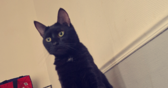 justine pet sitter à REIMS 51100_3