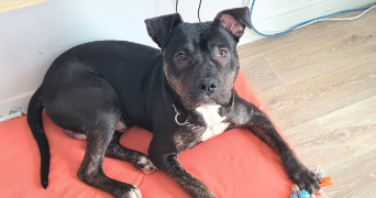 méghane pet sitter à Roissy-en-Brie 77680_6