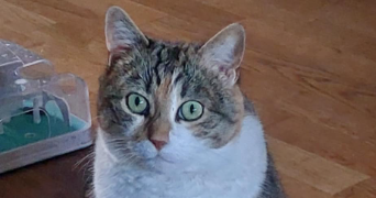 lara pet sitter à CHATEAUROUX 36000_0