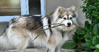 vera pet sitter à BOIS D ARCY 78390_1