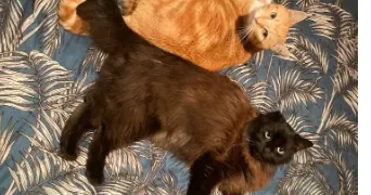 jeanne pet sitter à Campugnan 33390